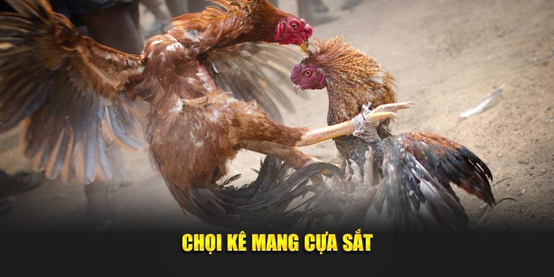 Chọi kê mang cựa sắt