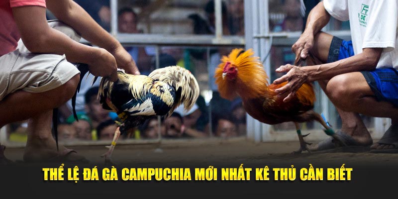 Thể lệ đá gà Campuchia mới nhất kê thủ cần biết 